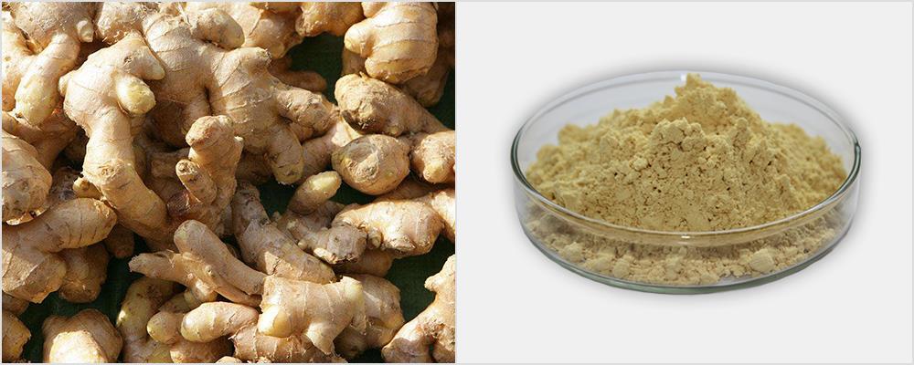 Ginger-Root-Extract-Powder