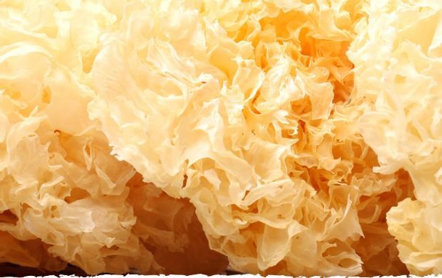 tremella fuciformis mushroom