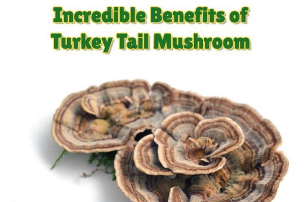 Turkey Tail Mushroom Extract Benefits