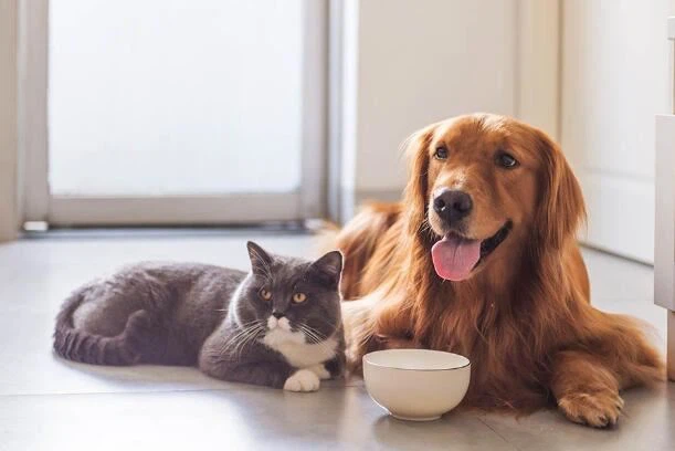 Is inulin safe for dogs