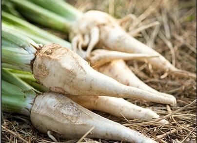 Production of inulin from chicory