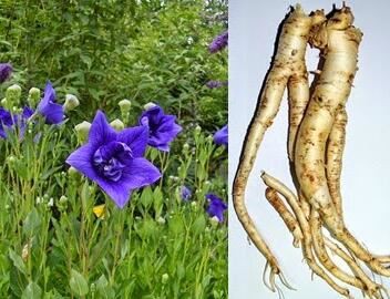 balloon flower root benefits