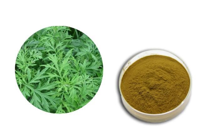 sweet wormwood powder sweet wormwood powder