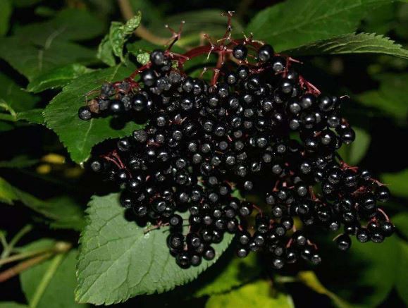 sambucus China medicinal uses