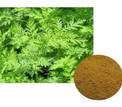 مسحوق الشيح العضوي