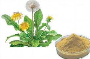 مستخلص جذر الهندباء العضوي