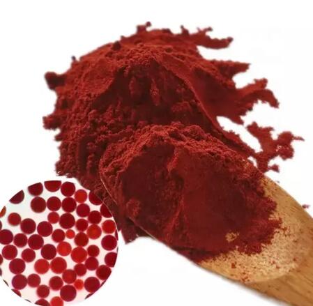 Haematococcus Pluvialis الطحالب أستازانتين